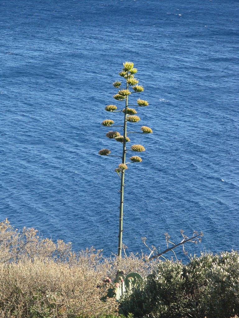 Maguey flower